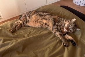 Disappearance alert Cat miscegenation Female , 1 years Ardon Switzerland