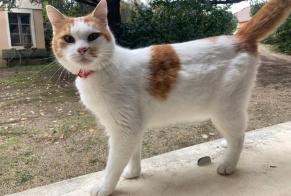 Discovery alert Cat Female La Sarraz Switzerland