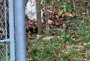 Discovery alert Cat Unknown Bulle Switzerland