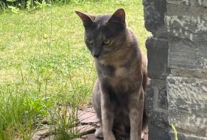 Disappearance alert Cat miscegenation Female , 3 years Sion Switzerland