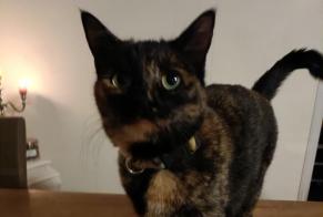 Disappearance alert Cat Female , 2 years Yverdon-les-Bains Switzerland