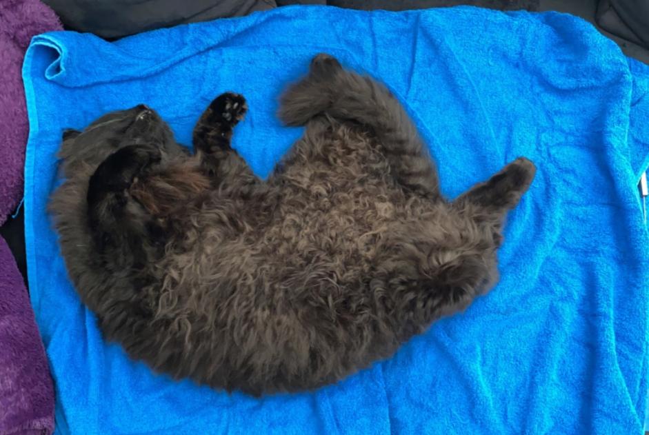 Disappearance alert Cat Male , 5 years Wünnewil-Flamatt Switzerland