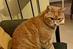 Disappearance alert Cat Male , 13 years Sion Switzerland
