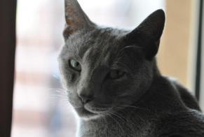 Disappearance alert Cat  Male , 3 years Nyon Switzerland