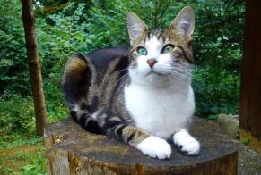 Disappearance alert Cat miscegenation Female , 12 years Le Mouret Switzerland