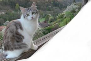 Disappearance alert Cat Male , 3 years Orbe Switzerland