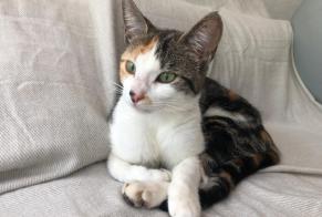 Discovery alert Cat Female , Between 4 and 6 months La Chaux-de-Fonds Switzerland