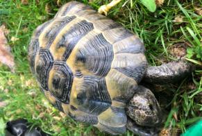 Discovery alert Tortoise Unknown Yverdon-les-Bains Switzerland
