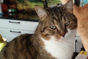 Disappearance alert Cat Male , 2 years Crémines Switzerland