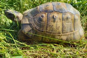 Discovery alert Tortoise Female Vugelles-La Mothe Switzerland