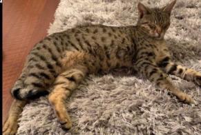 Disappearance alert Cat  Male , 2 years Yverdon-les-Bains Switzerland