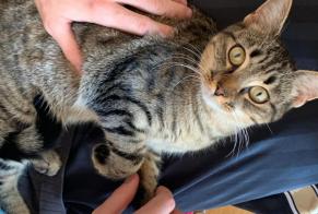Discovery alert Cat Female Fribourg Switzerland