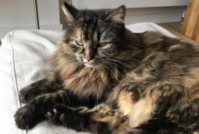 Disappearance alert Cat Female , 12 years Lausanne Switzerland