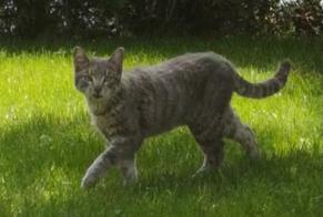 Discovery alert Cat miscegenation Male Granges-Paccot Switzerland