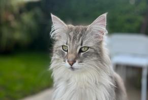 Disappearance alert Cat  Female , 3 years Etoy Switzerland