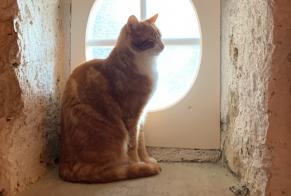 Disappearance alert Cat Male , 4 years Niederbipp Switzerland