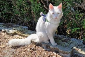 Discovery alert Cat Female Conthey Switzerland