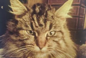 Disappearance alert Cat  Female , 11 years Coppet Switzerland