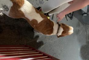 Discovery alert Dog Male Vétroz Switzerland