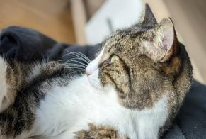 Disappearance alert Cat  Male , 3 years Yverdon-les-Bains Switzerland