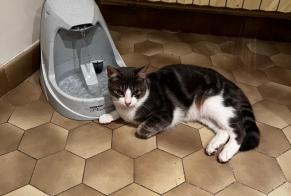 Disappearance alert Cat Male , 1 years Saint-Gingolph Switzerland