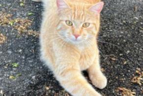 Disappearance alert Cat Male , 1 years Laconnex Switzerland