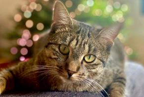 Disappearance alert Cat  Male , 4 years Ollon Switzerland