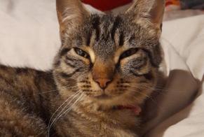 Disappearance alert Cat Female , 3 years Eclépens Switzerland