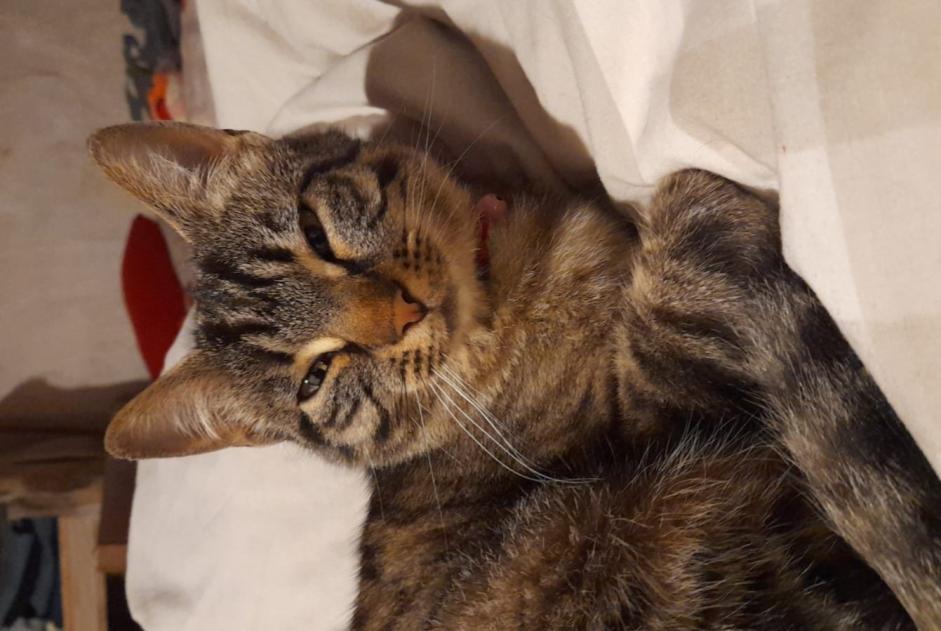 Disappearance alert Cat Female , 3 years Eclépens Switzerland
