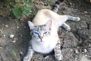 Disappearance alert Cat miscegenation Male , 3 years Mathod Switzerland