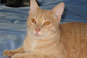 Disappearance alert Cat  Male , 1 years Marly Switzerland