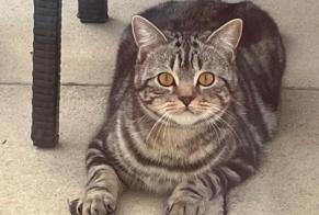 Disappearance alert Cat  Male , 1 years Blonay - Saint-Légier Switzerland