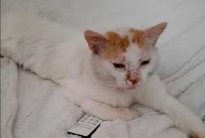 Disappearance alert Cat Male , 10 years Fribourg Switzerland