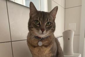 Disappearance alert Cat Female , 3 years Hauterive Switzerland