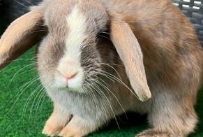 Disappearance alert Rabbit Female , 2023 years Lucens Switzerland
