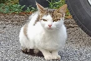 Disappearance alert Cat Male , 1 years Chêne-Bourg Switzerland