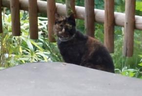 Disappearance alert Cat  Female , 10 years Gletterens Switzerland