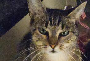 Disappearance alert Cat Female , 2 years Auboranges Switzerland