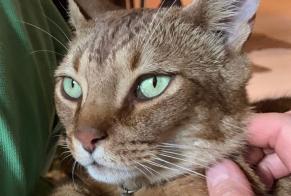 Disappearance alert Cat miscegenation Male , 5 years Genf Switzerland