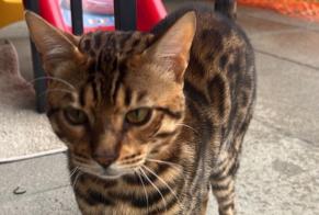 Disappearance alert Cat  Male , 0 years Poliez-Pittet Switzerland
