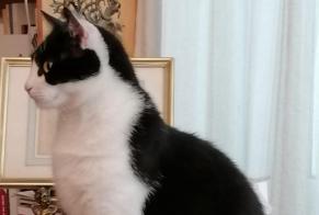 Disappearance alert Cat miscegenation Male , 3 years La Sarraz Switzerland