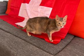 Disappearance alert Cat  Female , 14 years Val-de-Ruz Switzerland