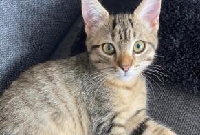 Disappearance alert Cat  Female , 0 years Granges-Paccot Switzerland