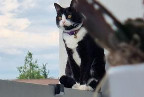 Disappearance alert Cat Female , 14 years Savigny Switzerland