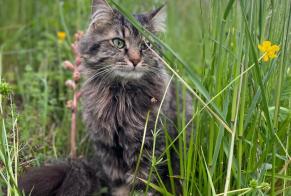 Disappearance alert Cat Male , 2 years Arzier-Le Muids Switzerland