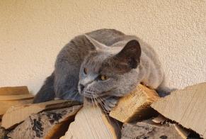 Disappearance alert Cat  Female , 41 years Nyon Switzerland