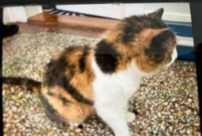 Disappearance alert Cat Female , 19 years Vevey Switzerland
