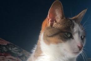 Disappearance alert Cat Female , 9 years Vufflens-la-Ville Switzerland