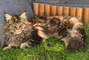 Disappearance alert Cat  Male , 3 years Chessel Switzerland