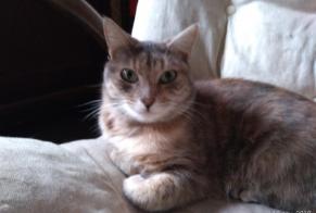 Disappearance alert Cat miscegenation Female , 7 years Frontenay-Rohan-Rohan France